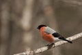 Male bullfinch