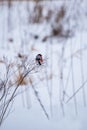 male bullfinch bird with a seed in its beak