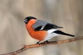 Male bullfinch on a branch