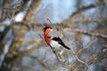 Male Bullfinch on a branch feeding on buds in winter