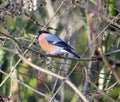 Male bullfinch among branches and twigs