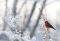 Male Bullfinch