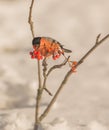 Male Bullfinch feeding on berries Royalty Free Stock Photo