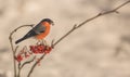 Male Bullfinch feeding on berries