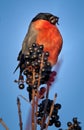 Male bullfinch feeding on berries Royalty Free Stock Photo