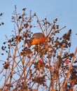 Male bullfinch feeding on berries Royalty Free Stock Photo