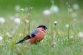 Male bullfinch feeding on dandelion fruits