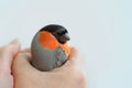 Male bullfinch in the female hand