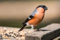 Male Bullfinch