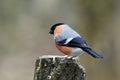 Male bullfinch at a garden feeding site Royalty Free Stock Photo