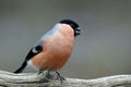 Male bullfinch at a garden feeding site Royalty Free Stock Photo