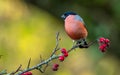 Male bullfinch perched on a branch with ripe berries