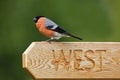 Male Bullfinch perched on signpost