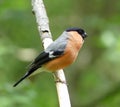 Male bullfinch with bright eye