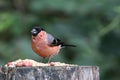 Male bullfinch selecting food at a woodland feeding area Royalty Free Stock Photo