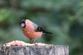 Male bullfinch selecting food at a woodland feeding area Royalty Free Stock Photo