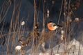 Male bullfinch in snowy forest