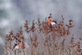 Male bullfinches Royalty Free Stock Photo