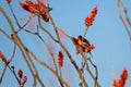 Male Bullock`s Oriole in a flowering Ocotillo in spring in the Sonoran Desert of southern Arizona Royalty Free Stock Photo