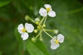 Male bulltongue arrowhead flower, Sagittaria sp. Royalty Free Stock Photo