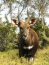 Male Bushbuck in African Grassland