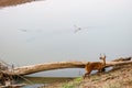 Male bushbuck on banks of luangwa river near the national park in zambia Royalty Free Stock Photo