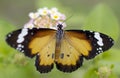 Male butterfly Plain Tiger Danaus chrysippus Royalty Free Stock Photo