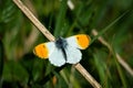 Male Orange-tip butterfly on a wooden stalk