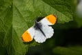 Orange-tip butterfly on a green leaf Royalty Free Stock Photo