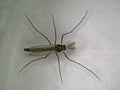 Male buzzer midge in a macro