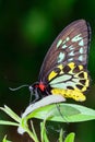 Male Cairns Birdwing Butterfly