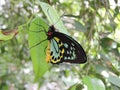 Male Cairns birdwing Ornithoptera euphorion