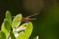 Male Calico Pennant Dragonfly with Four Wings Spread Royalty Free Stock Photo