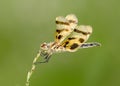 Male Calico Pennant Dragonfly