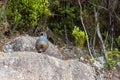 Male California Quail bird posing at a rock in Abel Tasman National Park Royalty Free Stock Photo