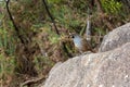 Male California Quail bird posing at a rock in Abel Tasman National Park Royalty Free Stock Photo