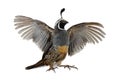 Male California Quail