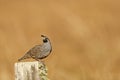 Male California quail, Callipepla californica, posing on a fence Royalty Free Stock Photo