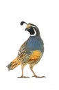 Male California Quail