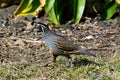 Male California quail in New Zealand Royalty Free Stock Photo