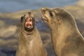 Male California Sea Lions battling over territory - San Diego, C