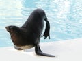 Male californian sealion, Zalophus californianus