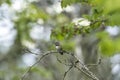 A male calliope hummingbird perching on the branch.   Vancouver Canada Royalty Free Stock Photo