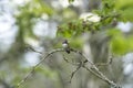 A male calliope hummingbird perching on the branch.   Vancouver Canada Royalty Free Stock Photo