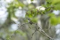 A male calliope hummingbird perching on the branch.   Vancouver Canada Royalty Free Stock Photo