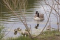 A Canadian goose honks at onlookers. Royalty Free Stock Photo