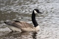 Male Canadian goose swimming in a lake Royalty Free Stock Photo