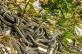 Male Canadian Red-sided Garter snakes