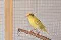 Cute canary standing on perch in cage Royalty Free Stock Photo