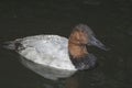 Male Canvasback, Aythya valisineria